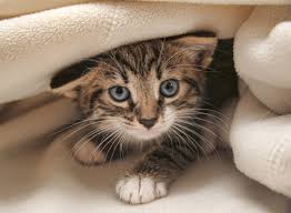 Resultado de imagen para gatitos en movimiento