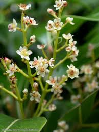 Image result for Cryptocarya