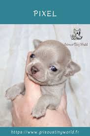 Pixel Chiot Chihuahua De L Elevage Grisous Tiny World Hauts De France Chihuahuas Chiots Chiens Puppies Elevage Chihuahua Chihuahua Chiot