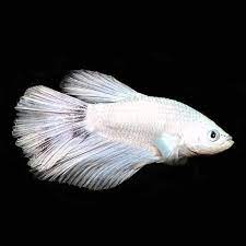 My betta cicero started off with a white body and cellophane fins, and now he's. White Half Moon Male Betta Tropical Fish For Freshwater Aquariums
