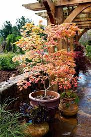 Acer Shirasawanum Autumn Moon Japanese Garden Japanese Garden Design Small Japanese Garden