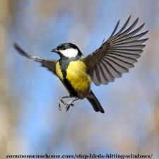 This is so especially when they have been invading your garden for an extended. Stop Birds Hitting Windows 5 Tips To Protect Our Feathered Friends