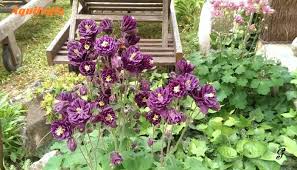 A maturità i fiori producono bacche piccole e carnose, di color rosso scuro tendente al nero. Fiori Bianchi Orto Spontanee Erbe Spontanee Commestibili E Loro Riconoscimento Provincia Di Erba Calenzuola Erba Spontanea A Marzo Erba Tossica Erba Verdona Fiore Verde Latte Della Donna Pazza Lattice Irritante