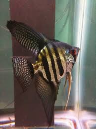 Read hotel reviews and search hotels in río negro, argentina. Pin Na Doske Angelfish