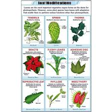 root system chart india root system chart manufacturer