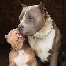Nowadays he's left his mc abilities and centered his career in the pop and mainstream industry. Pitbull Apbt Home Facebook