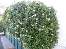 Image result for Jasminum stenolobum