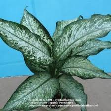 Dieffenbachia Maculata Tropical Tiki Plants Foliage Plants Plant Leaves