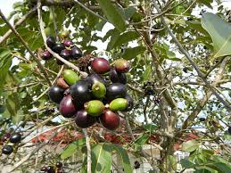 The Peak Season Of The Philippines Most Popular Fruits