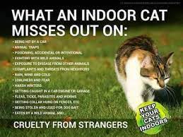 Cat Indoor Vs Outdoor