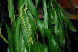 Image result for Ophioglossaceae