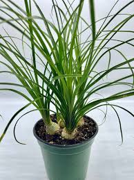 Image result for Beaucarnea recurvata