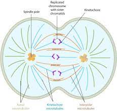 Mitosis Learning Science Daughter Cells