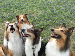 Collies And Bluebonnets In 2020 Sheltie Dogs Rough Collie Dogs