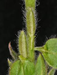 Image result for Epilobium salignum