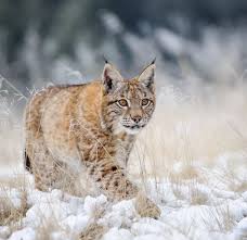 Här finns information för dig som vill veta mer om vad vi gör i gävleborgs län. 15 Lodjur Ska Skjutas I Gavleborg Lan Revolution Rov