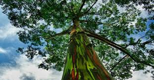 Remade - Notícias - Eucalipto Arco-Íris: conheça uma das árvores mais belas do mundo