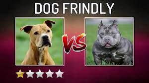 The Truth About The American Bully K9 Web