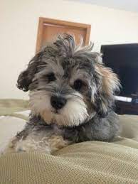 Small Dogs Who Are Easy To Groom Dogtime Schnoodle Puppy Schnoodle Dog Puppies