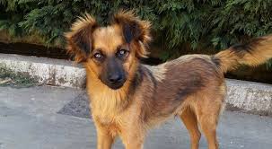 Saki davvero non so più cosa scrivere per te 🥺. Cucciolo Di Cane Taglia Piccola In Adozione In Lombardia