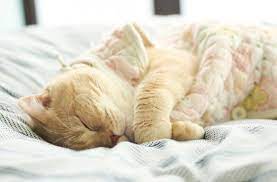 Кошка спит на кровати хозяина — к добру! - Кот, пёс и я