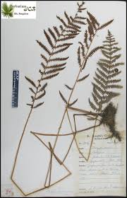Image result for Thelypteris confluens