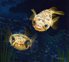 Porcupine Puffer Greeting Card For Sale By Thanh Thuy Nguyen