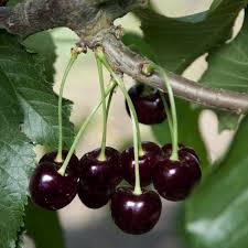 Buy The Best Cherry Trees Online Largest Collection Of