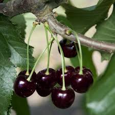 buy the best cherry trees online largest collection of