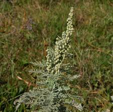 Image result for Artemisia afra