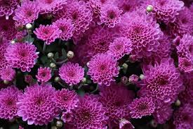 Free Image On Pixabay The Chrysanthemum Flower Purple Plants Chrysanthemum Chrysanthemum Flower