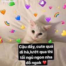 Hihi yeu e lam - Những ảnh mèo cute góp nhặt từ internet | Facebook