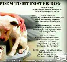 Prayer For My Foster Dog Http Hudson Imkindofabigdeal Blogspot Com Foster Dog Foster Dog Mom Dog Poems