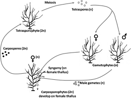 Haploid Females In The Isomorphic Biphasic Life Cycle Of Gracilaria Chilensis Excel In Survival Bmc Ecology And Evolution Full Text
