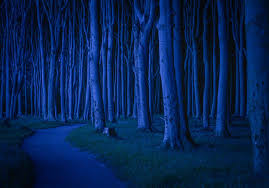 Gespensterwald In Der Nacht Nienhagen Mecklenburg Vorpommern Wald Landschaftsfotografie Mecklenburg Vorpommern