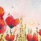 Paint Poppy Life, Manchester event image