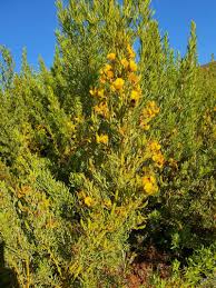 Image result for Pegolettia retrofracta