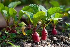 New growing does not seem to be affected yet. 8 Reasons Why Your Radish Leaves Are Turning Yellow The Practical Planter