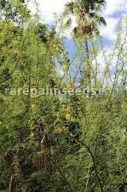 Image result for Vernonia praecox