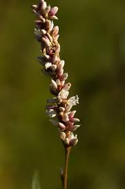 Image result for Persicaria madagascariensis