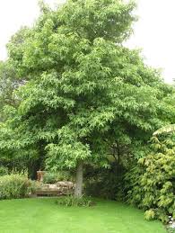 Amberbaum Meister Der Herbstfarben Gartengestaltung Pflanzen Garten