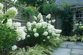 Limelight hydrangea bush in winter. Hydrangea Paniculata Limelight