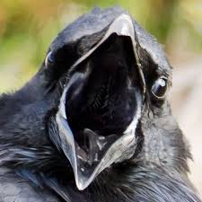 Creepy Bird With Big Mouth Raven Mouth Raven Crow Black Bird