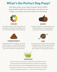 Seeing blood in your dog's stool (poo) can be worrying because most people associate it with serious illness. All About Dog Poop Dog Diarrhoea Colour And More Purina