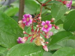 Stark® montmorency pie cherry (122) starting at $59.99. Free Photo Starfruit Tree Carambola Exotic Fruit Free Download Jooinn