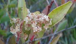 Image result for Pterocelastrus