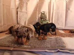 Double Dapple Dachshunds For Sale 01 2022