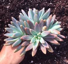 Jr cactus and succulents, aibonito. Sedum Carnicolor Suculentas Puerto Rico Facebook