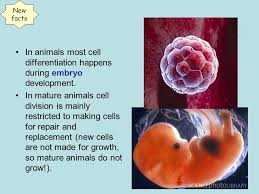It controls all the processes and use this opportunity to remind learners about photosynthesis and the fact that food chains always start. Stem Cells Cell Differentiation Hw Task Animal Cell Differentiation After Cell Division Most Animal Cells Differentiate And Become Specialised Ppt Download