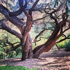 Ucla Mildred E Mathias Botanical Garden Birmingham Botanical Gardens Botanical Gardens Botanical